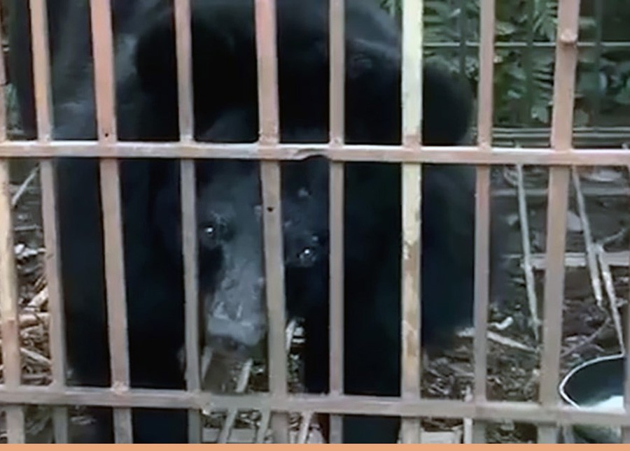 Redding van QQ – 25 jaar gevangenschap is genoeg 🐻💔
Sinds 1998 leeft QQ, een prachtige maanbeer, opgesloten in een roestige metalen kooi. Al 25 lange jaren kent ze alleen een leven vol pijn, eenzaamheid en uitzichtloosheid. QQ is één van de laatste “generatie verloren beren” in Vietnam – dieren die nog steeds lijden op illegale galboerderijen.
